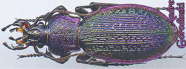 http://www.gorodinski.ru/carabus/Sphodristocarabus adamsi porphyrobaphes.jpg